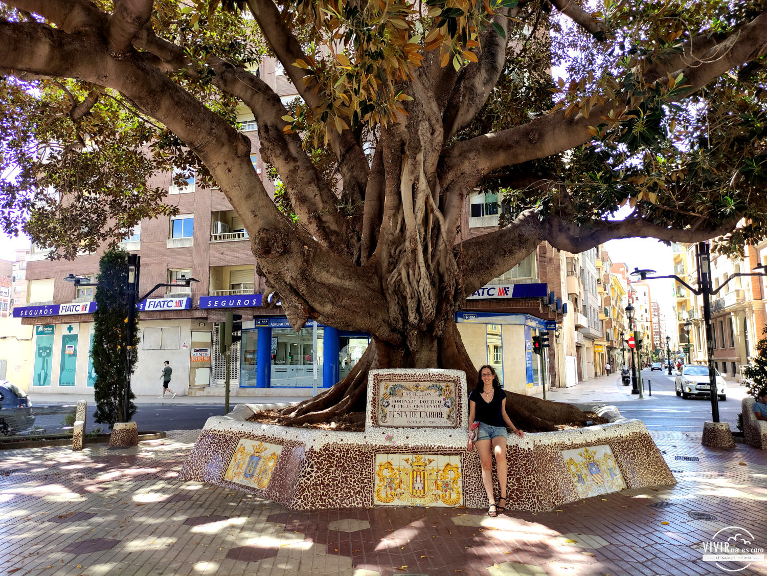 Ficus centenario en la Plaza María Agustina (Castellón)