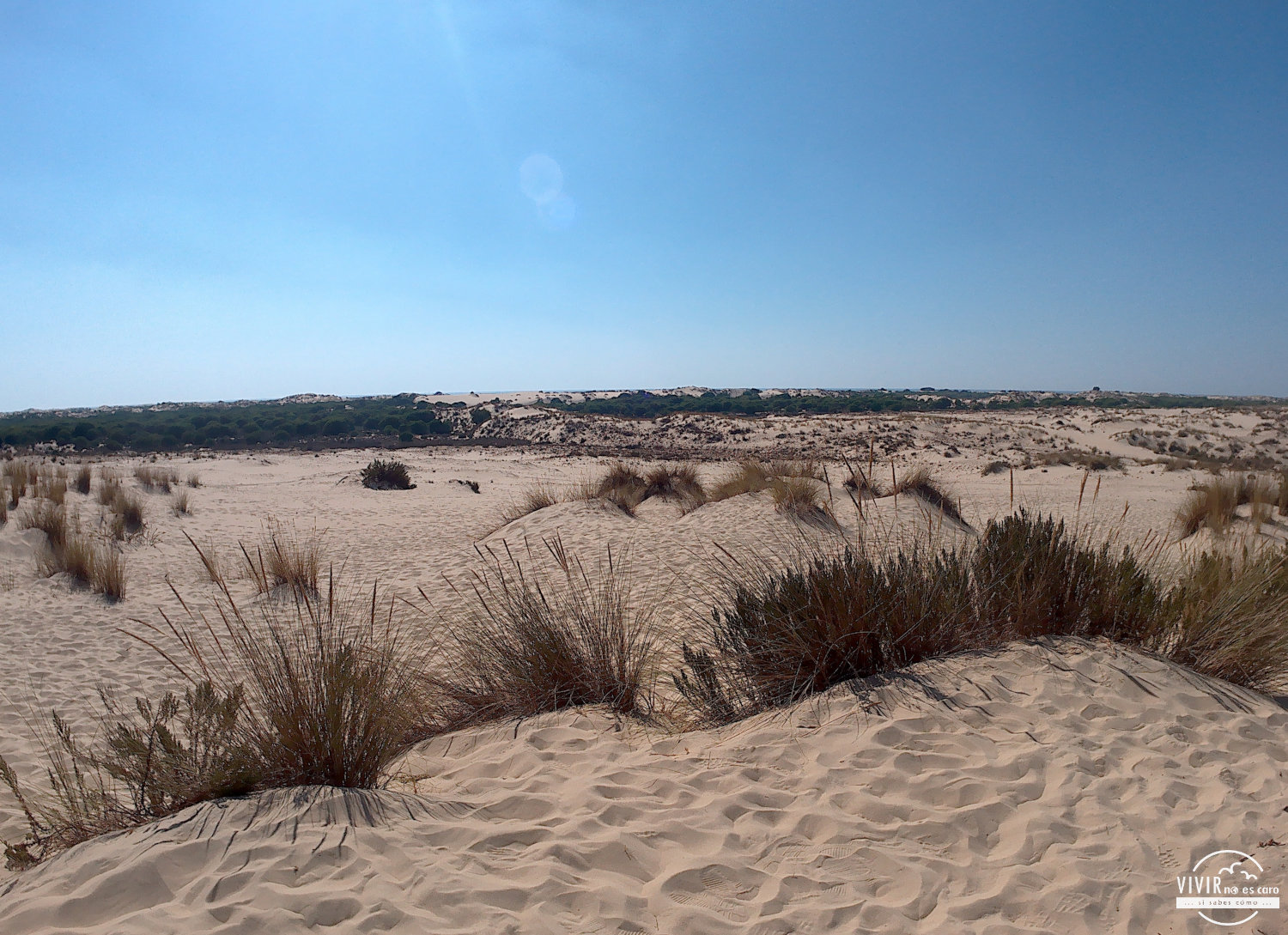 Dunas protegidas en el Parque Nacional de Doñana (Huelva)