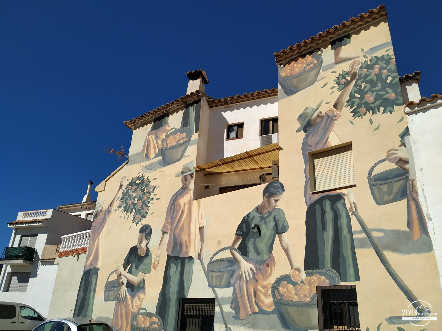 Graffiti recolectando naranjas en Fanzara (Castellón)
