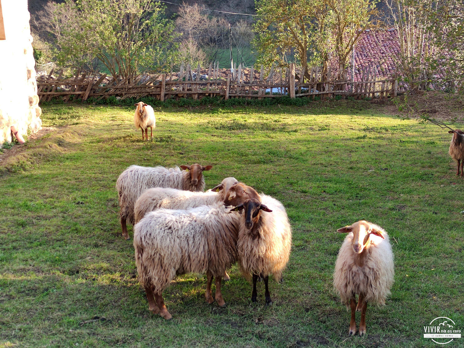 Rebaño de ovejas en Puente Pumar (Cantabria)