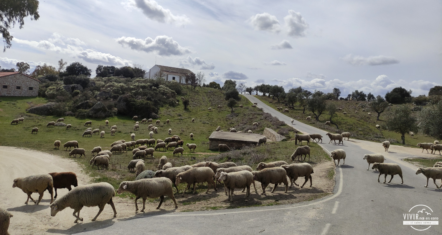 Rebaño de ovejas en Malpartida de Cáceres