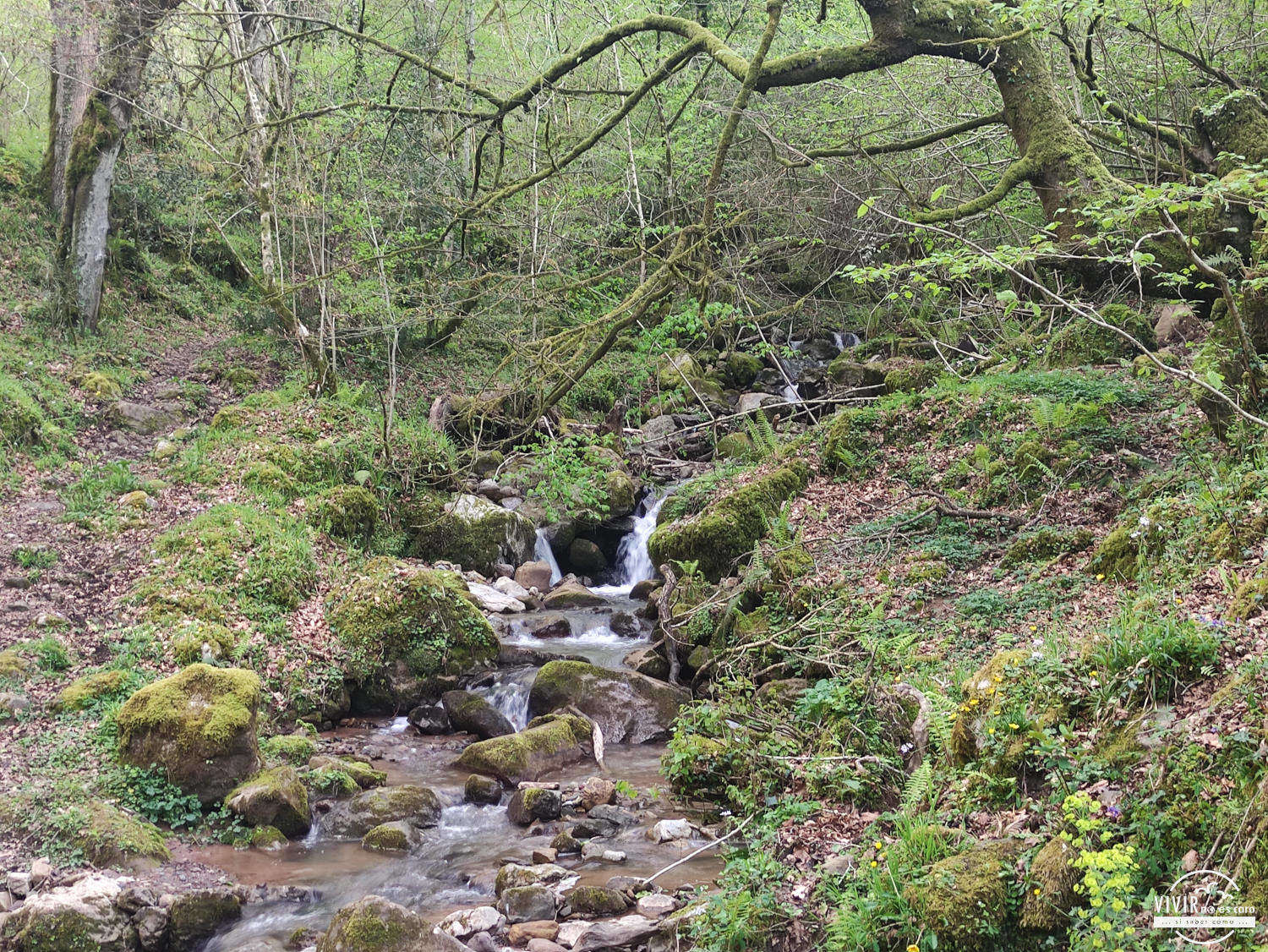 Riachuelo en la Ruta Mitológica de Monte Tejas (Cantabria)