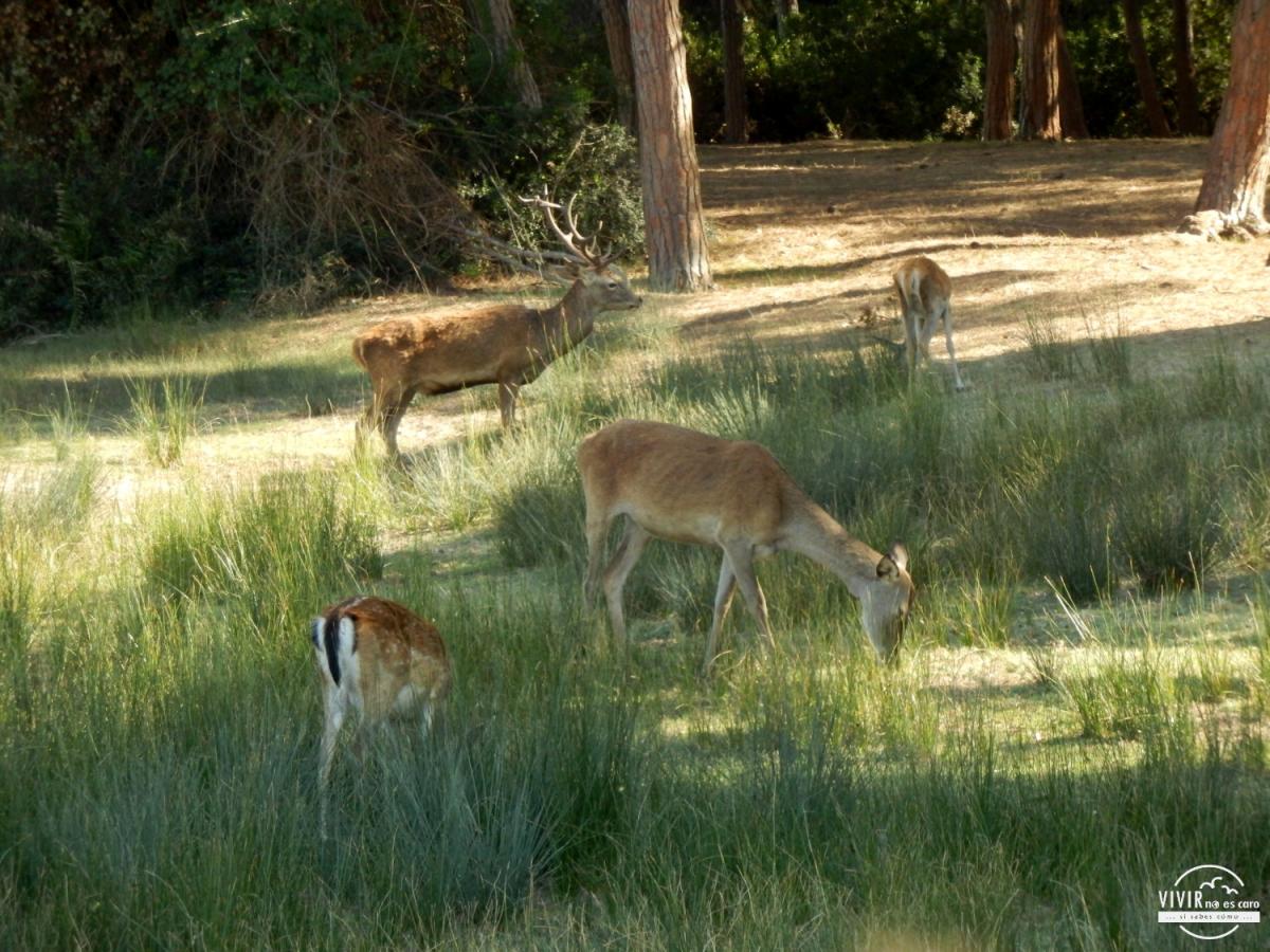 Ciervos en el Parque Nacional de Doñana (Huelva)