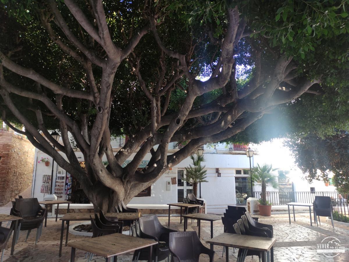 Ficus centenario de Mojácar (Almería)