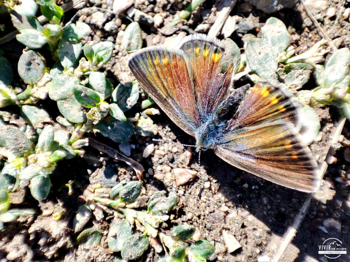 Mariposa en la reserva natural de Cheile Turzii (Rumanía)