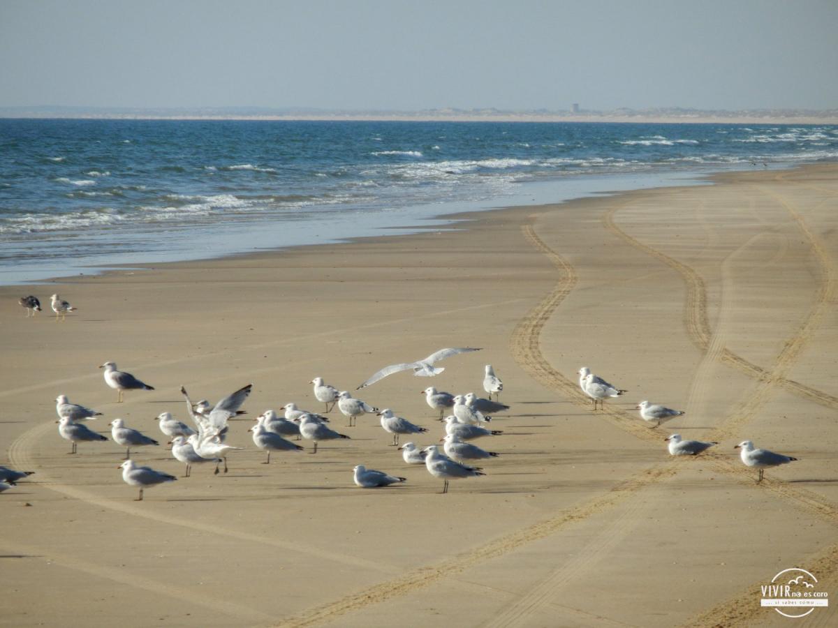 Playa virgen en el Parque Nacional de Doñana (Huelva)
