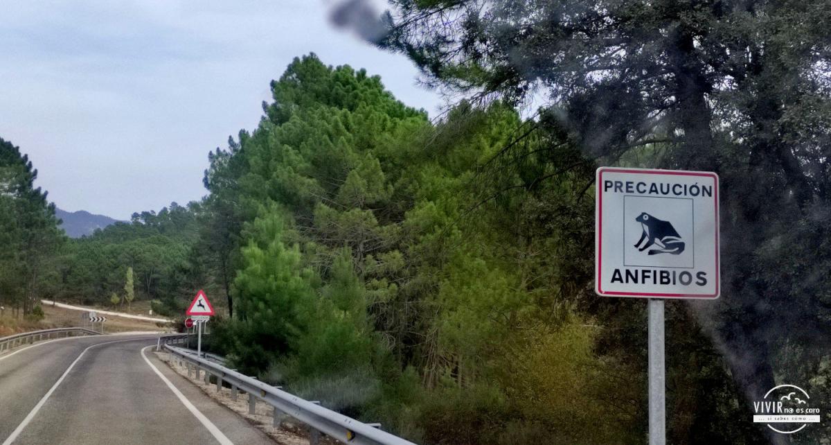 Señal Precaución anfibios en la carretera al río mundo (Albacete)