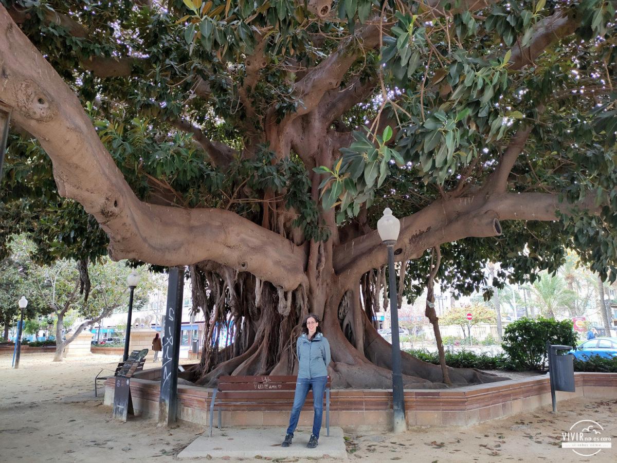 Ficus milenario del Parque Canalejas (Alicante)