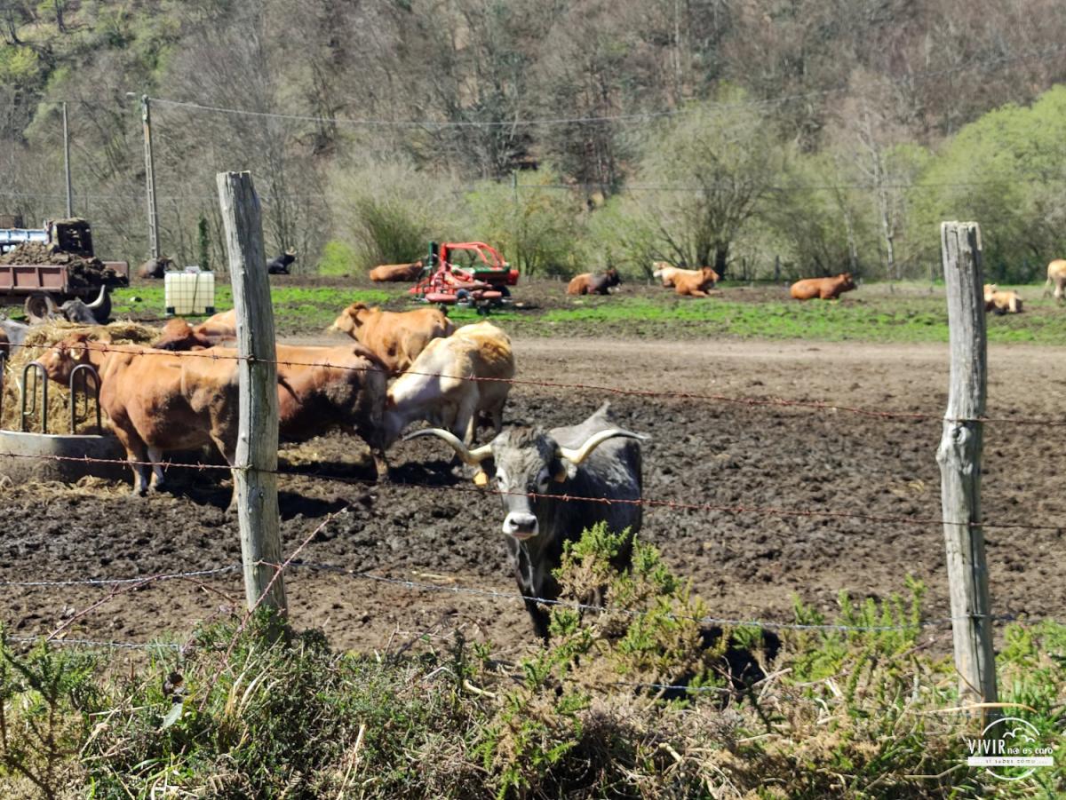 Vaca Tudanca en Cantabria