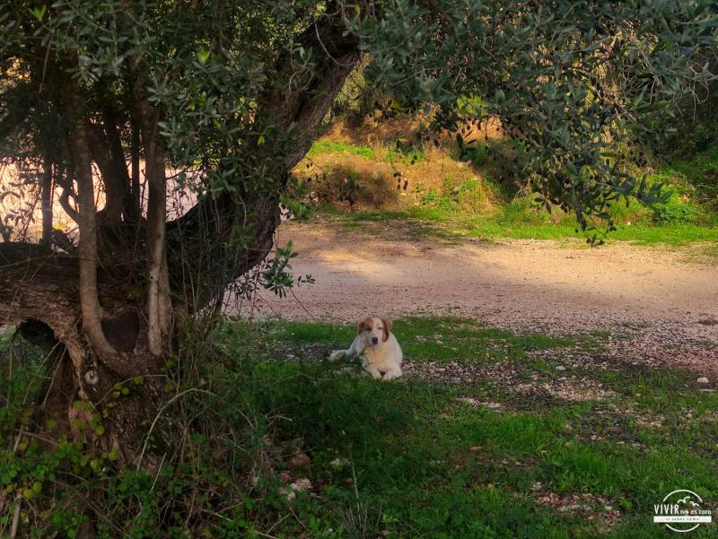 Perro callejero Grecia