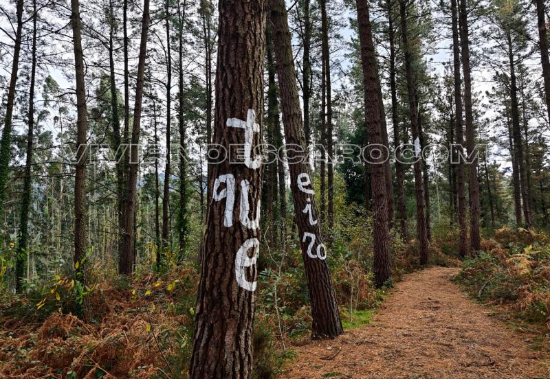 Bosque de Oma: Te quiero
