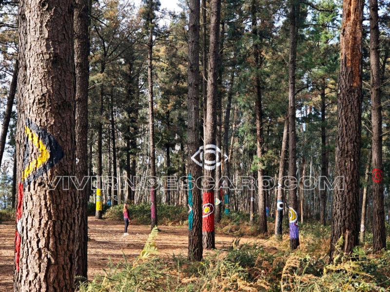 Bosque de Oma: ojos