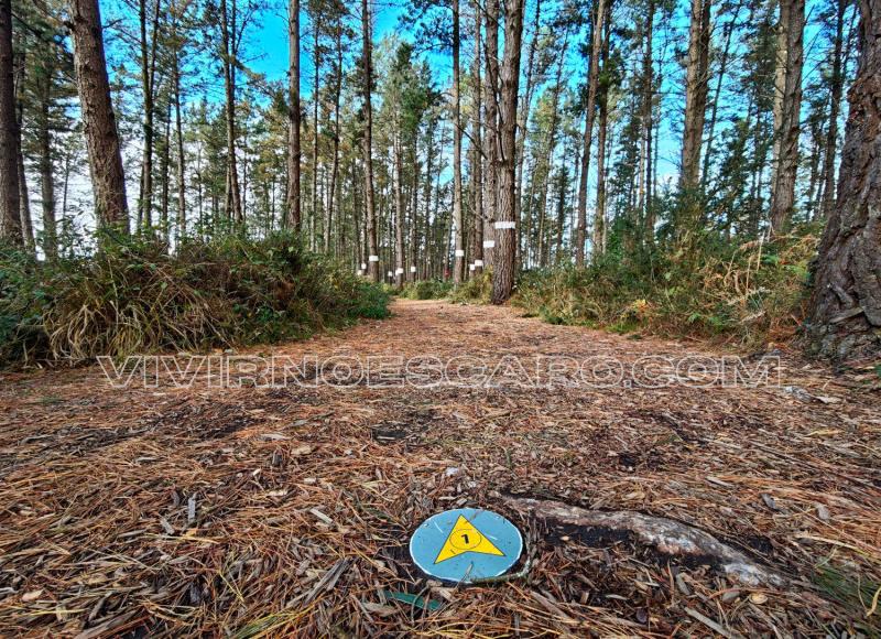 Bosque de Oma: punto de observación