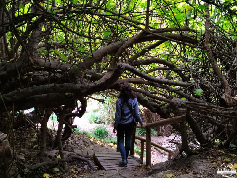 Bosque Encantado de las Higueras en Pozo Alcón (Sierra de Cazorla, Jaén)