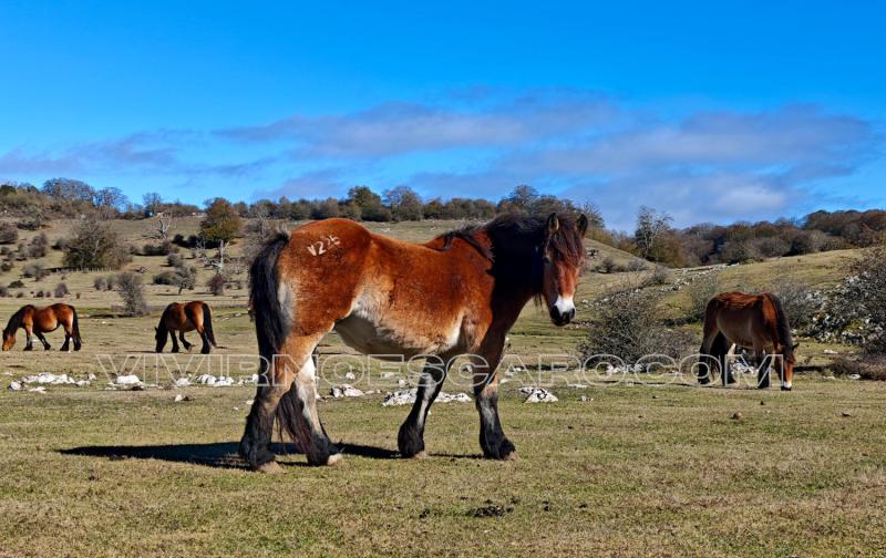 Caballo en las Campas de Legaire