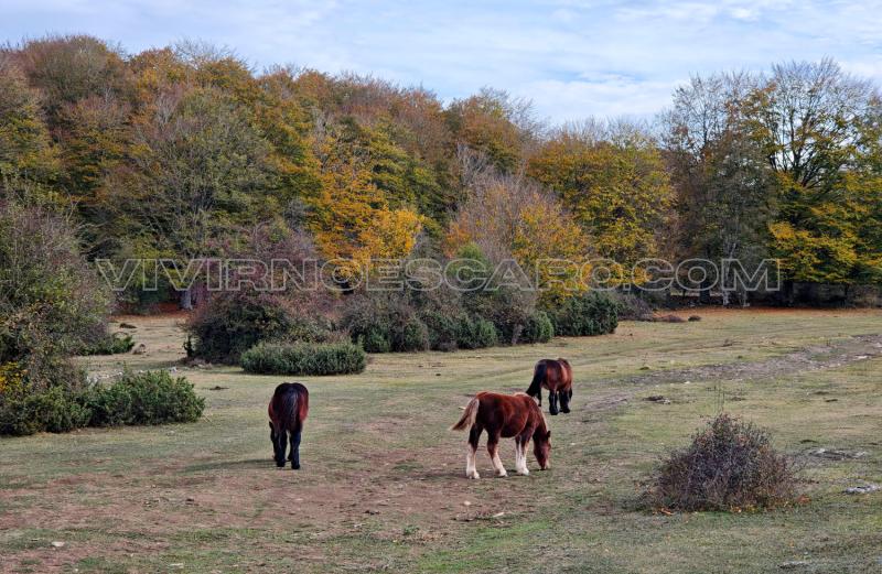 Caballos en la Sierra de Entzia