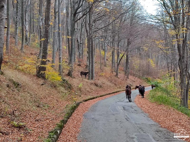 Caballos salvajes en Monte Buzludzha (Bulgaria)