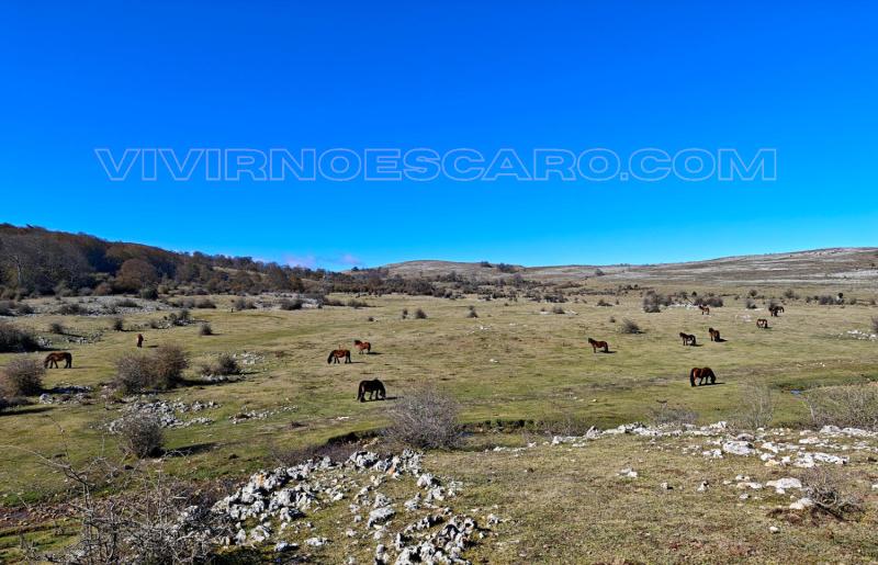 Caballos en Legaire (Sierra de Entzia)
