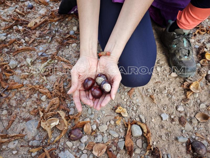 Castañas en La Rioja