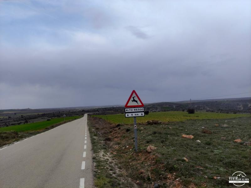 Ciervos en carretera a Pelegrina (Guadalajara)
