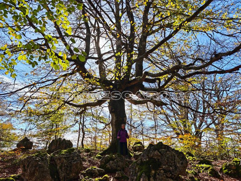 Lazkueta: Cima de la Sierra de Entzia