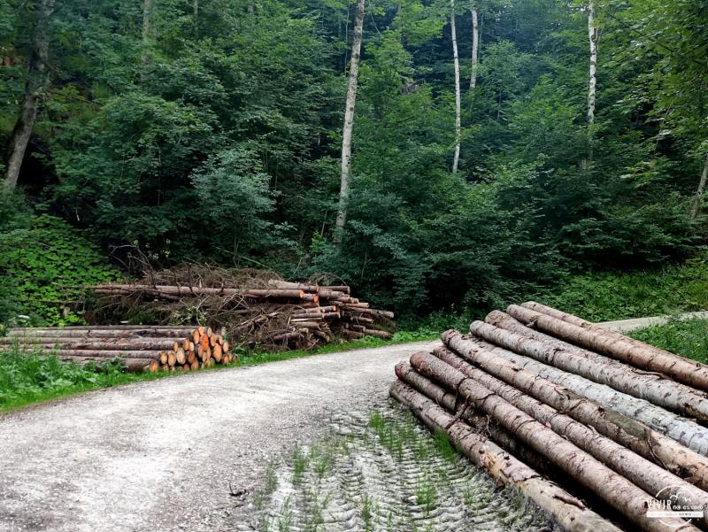 Troncos en la ruta por la garganta de Wutach en la Selva Negra