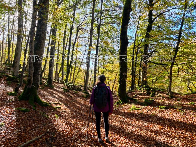 Hayedo en Álava (País Vasco)