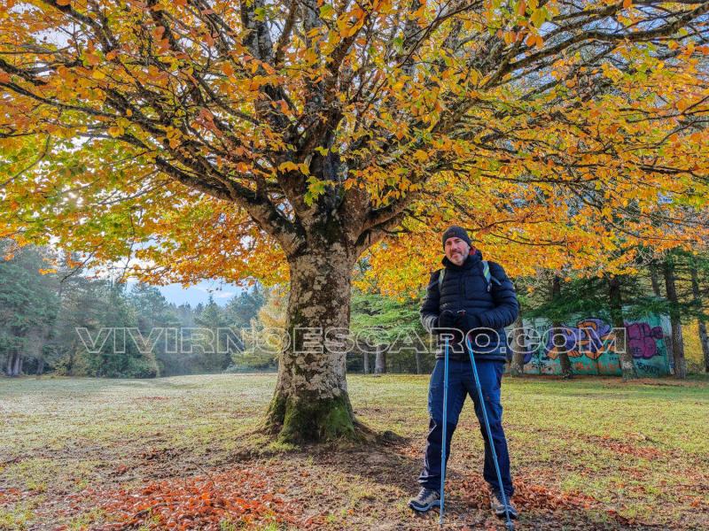 Hayedo en la ruta al Laberinto de Katarri y Arno