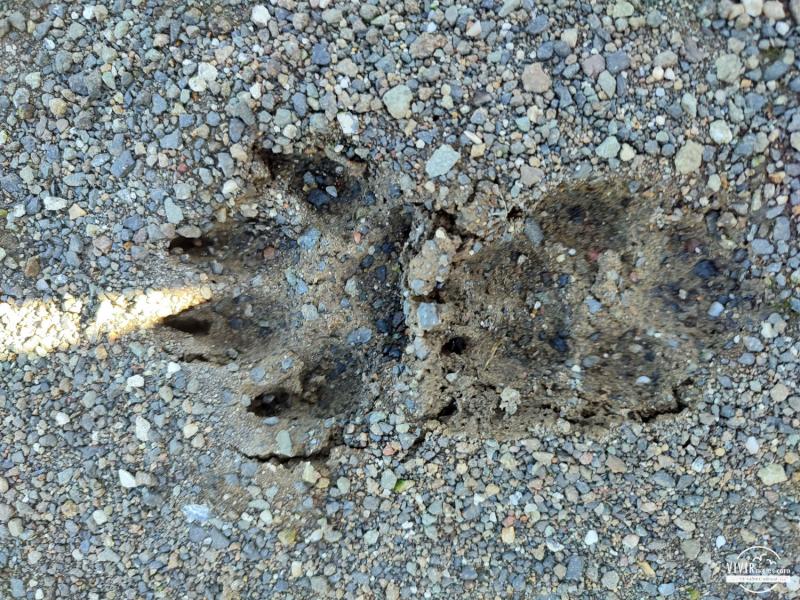 Huella animal salvaje en Rumanía