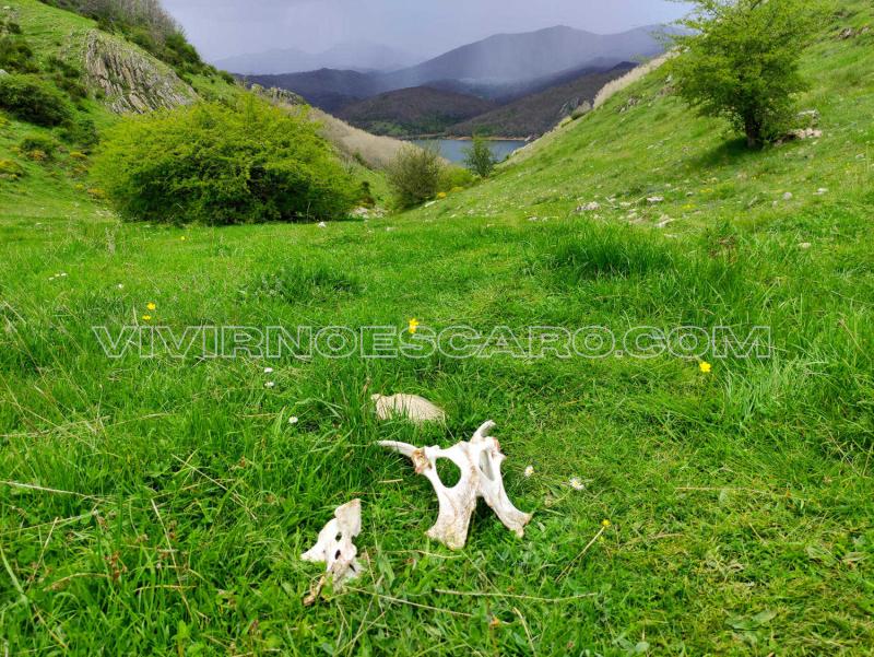 Huesos en la Senda del Oso de Palencia