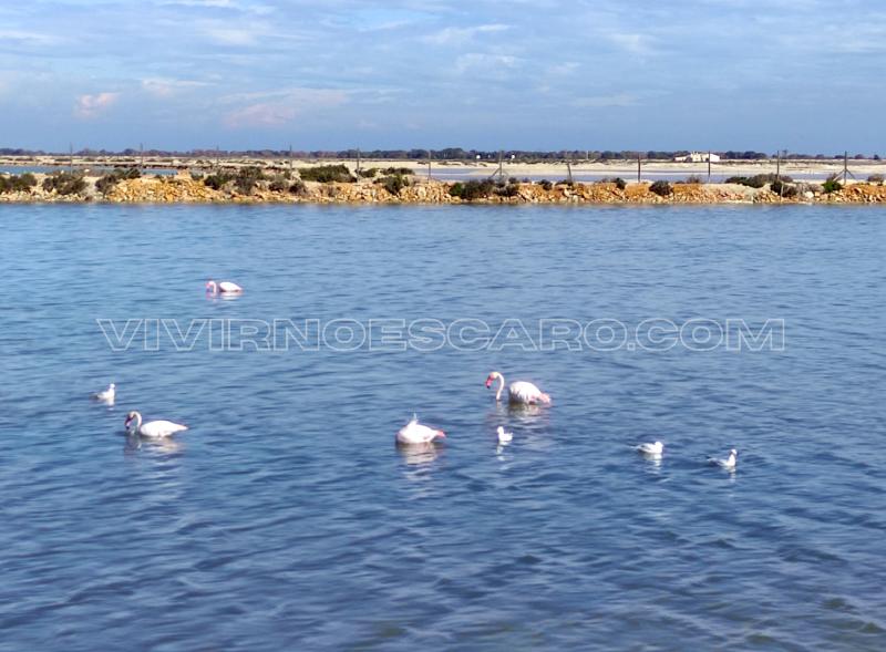 Flamencos en San Pedro del Pinatar (Murcia)