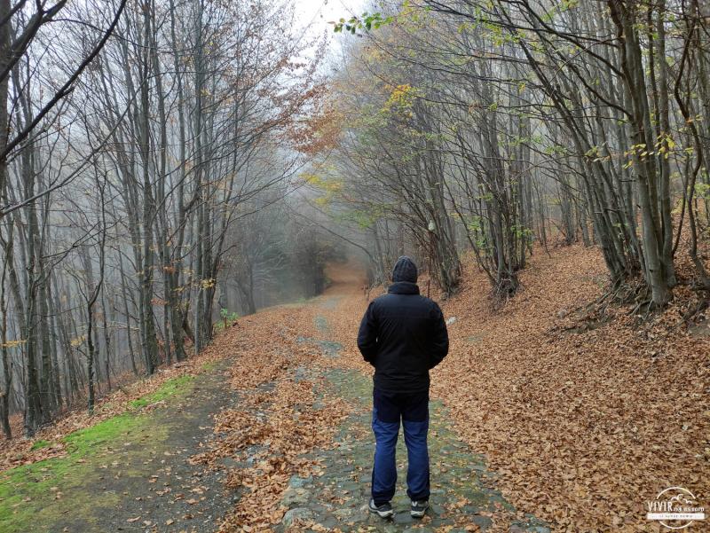 Paseo bosque hayas Monte Buzludzha (Shipka, Bulgaria)