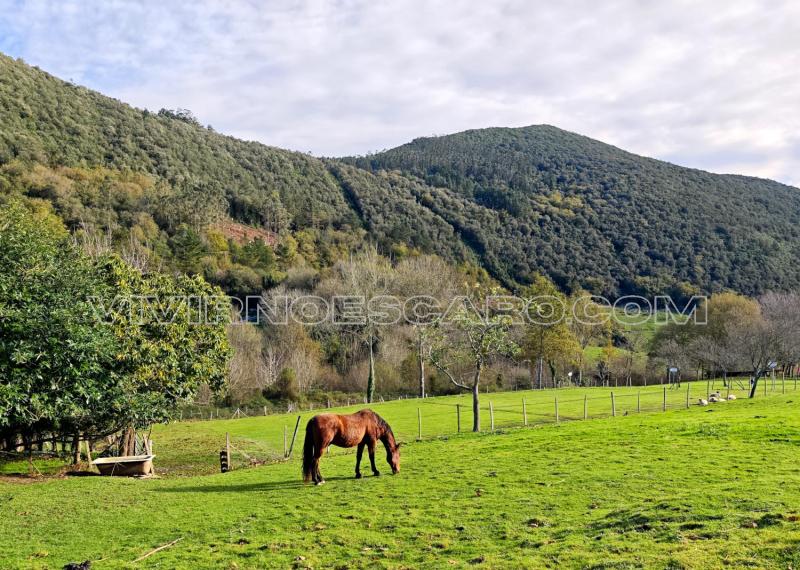 Caballo en la ruta al Bosque de Oma