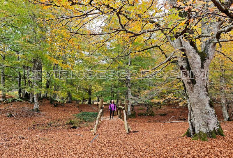 Ruta hayedos Laberinto de Katarri y Arno