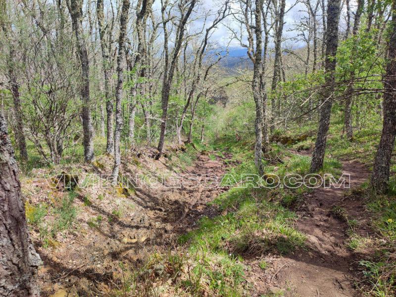 Ruta senda del Oso de Palencia