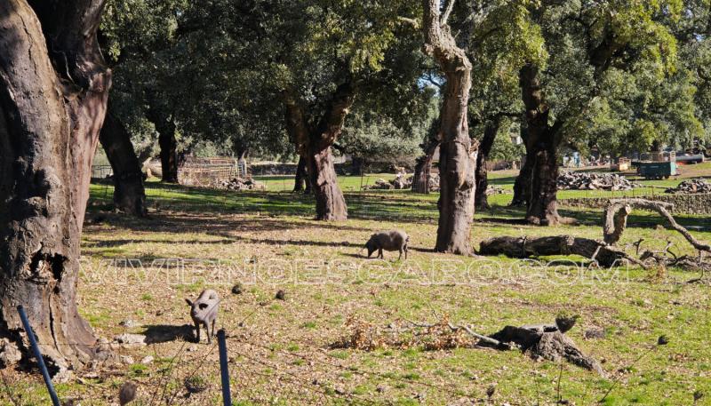 Cerdo ibérico en la Sierra de Aracena