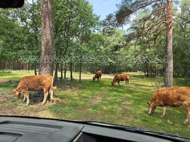 Pernocta en camper o autocaravana en las Necrópolis de Burgos