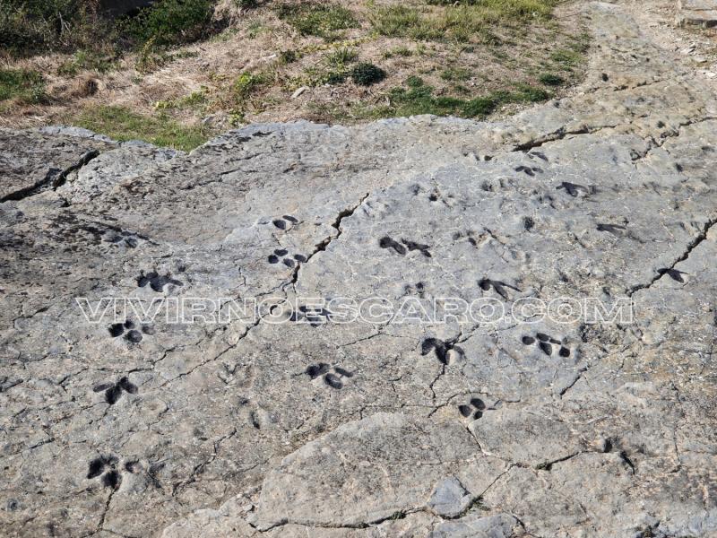 Yacimiento de huellas de dinosaurio en Soria