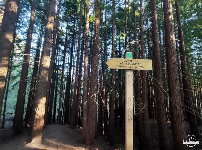 Bosque de las Secuoyas en Cabezón de la Sal (Cantabria)