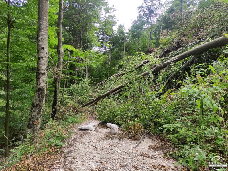 Camino cortado por árboles en el sendero a Pozzis (Italia)