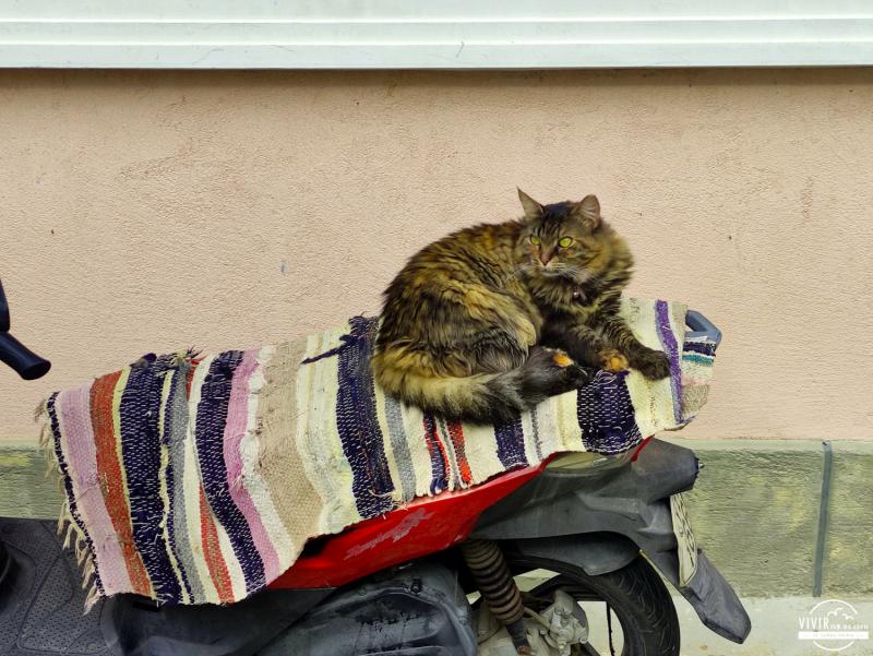 Gato en moto en la isla de Poros (Grecia)