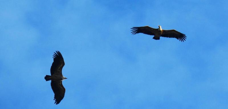 Mirador a los buitres en España