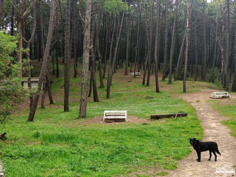 Pinada del Parque Natural de las Dunas de Liencres (Cantabria)