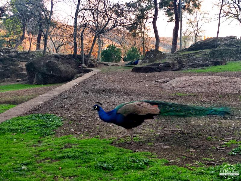 Pavo Real en el Parque de los Pinos (Plasencia)