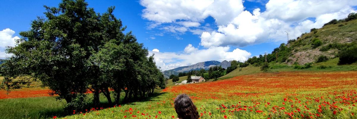 Campo de amapolas en La Breóle (Serre-Ponçon, Alpes, Francia)